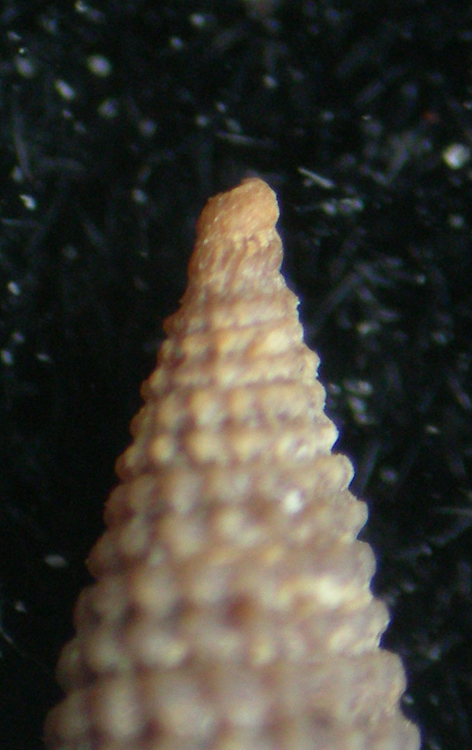 Dizoniopsis coppolae